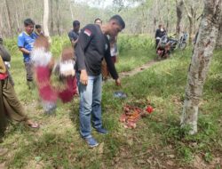 Mayat Janin Bayi Ditemukan Terbungkus Kain di Kebun PTPN III Aek Nabara