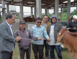 Bupati Dosmar Beri 56 Ekor Sapi Kepada 6 Kelompok Tani di Empat Kecamatan