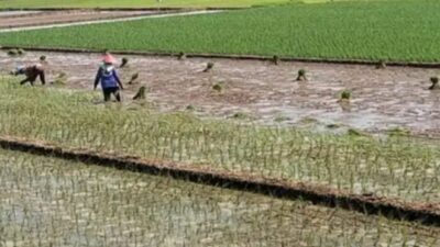 Sejumlah Petani di Kabupaten Batang Cemaskan Mengeringnya Mata Air
