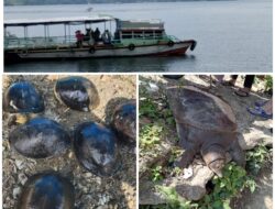 Masyarakat Minta Jangan Lepas Hewan Sembarangan di Danau Toba