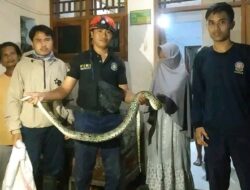 Tengah Malam Ular Piton Bersembunyi di Kamar Mandi Gegerkan Warga 