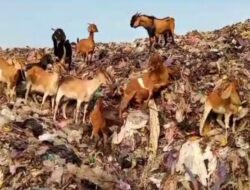 Ribuan Kambing Ternak Makan Sampah di TPA Pesalakan