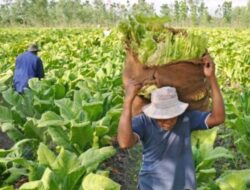 Ratusan Petani Tembakau di Pekalongan Terima Bantuan