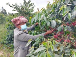 Pemkab Taput Sangat Peduli Petani Kopi