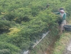 Petani Cabai Resah Akibat Cuaca Ekstrim