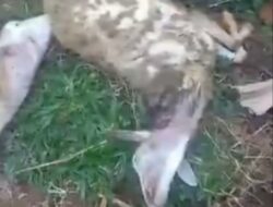 Geger Video Harimau Mengamuk 9 Ekor Kambing Jadi Korban