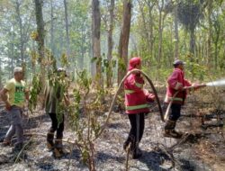 Akibat Puntung Rokok, Hutan Jati Wanalaba Hangus Terbakar