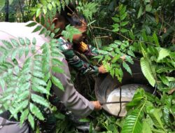 Aparat Gabungan Gerebek Tempat Produksi Miras Jenis “Sopi” di Mimika