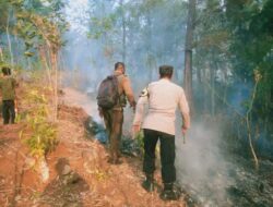 Dua Hektar Hutan Pinus Terbakar di Pekalongan
