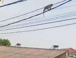 Munculnya Sekawanan Monyet Liar Resahkan Warga Cipayung