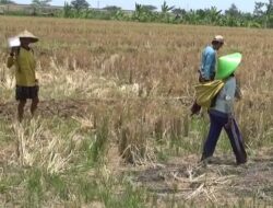 Kelangkaan Air dan Pupuk Bikin Petani Kedungsegok Menganggur