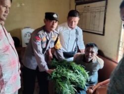 Polres Taput Temukan Ladang Ganja di Desa Parik Sabungan Siborongborong