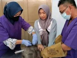 Hindari Paparan Virus Rabies Ratusan Kucing Divaksinasi