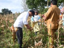 Dari Bertani Gurem Jadi Bertani Jagung, Petani di Humbahas Raih Untung