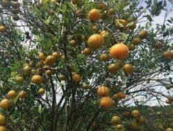 Jeruk Siam Madu dari Tapanuli Utara