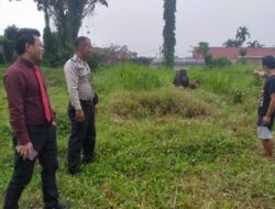 Lembu Masuk ke Lahan Kosong Tanpa Izin, Pemilik Lahan Lapor Polisi