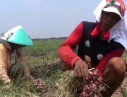 Hama Janda Pirang Serang Petani Bawang di Brebes