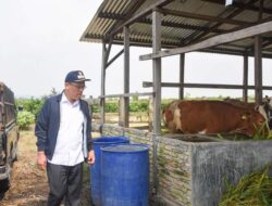 Bupati Humbahas Tinjau Peternakan Sapi di Pollung