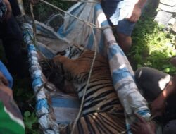Seekor Harimau Jantan Masuk Perangkap Jerat Warga di Dolok Panribuan