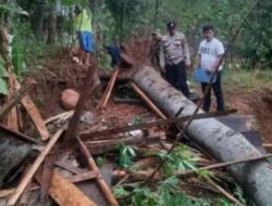 Naas, Sedang Istirahat Seorang Warga Tewas Tertimpa Pohon