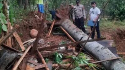 Naas, Sedang Istirahat Seorang Warga Tewas Tertimpa Pohon