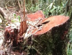 Penebangan Hutan di Sijamapolang Lancar Tanpa Pengawasan, Kadis & Camat Tak Tahu