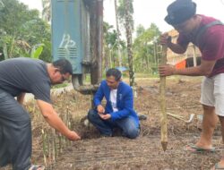 GAMKI Kota Gunungsitoli Tanam Jagung Upaya Peningkatan SDM Kader