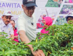 Panen 3,5 Ton Cabai Rawit, PJ Gubernur DKI Bagikan ke Masyarakat