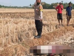 3 Hari Pencarian, Warga Pekalongan Ditemukan Tewas di Areal Sawah