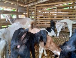 Bisnis Jual Beli Kambing Bisa Tembus Omzet Ratusan Juta Rupiah