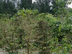 Imbas Pematangan Lahan, Tanaman Warga Tertimbun Tanah di Taput