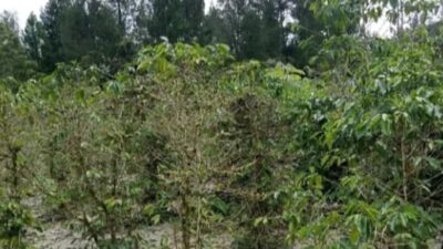 Imbas Pematangan Lahan, Tanaman Warga Tertimbun Tanah di Taput