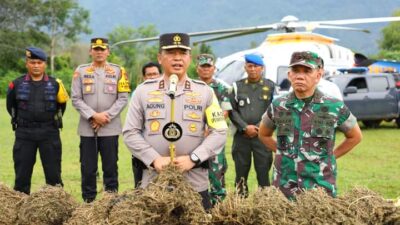 Polda Sumut Amankan 18 Lokasi Ladang Ganja di Madina