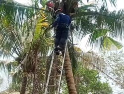 Tragedi Warga Desa Bojong Meninggal di Atas Pohon Kelapa