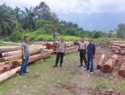 Polsek Kampar Kiri Amankan 215 Tual Kayu Tak Bertuan, Pelaku Diburu