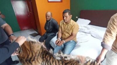 Jual-Beli Kulit Harimau, Polisi Tangkap Dua Orang Warga Sidimpuan