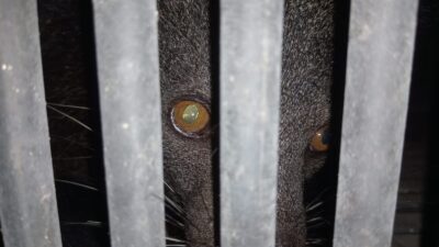 Warga Pidoli Lombang Temukan Hewan Langka Arctictis Binturong