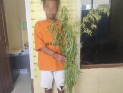 Polres Taput Temukan Ladang Ganja di Tarutung