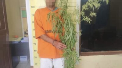 Polres Taput Temukan Ladang Ganja di Tarutung