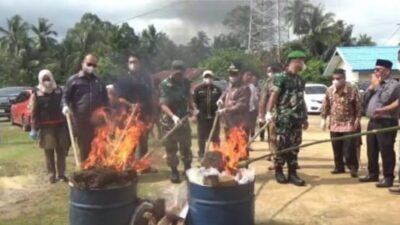 Polres Padangsidimpuan Musnahkan 19,9 Kg Ganja dan 3 Kg Sabu