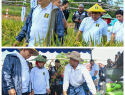 Panen Perdana Padi Narapidana Rutan Kelas 1 Tanjungpinang