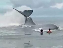 Ikan Paus di Pantai Manduamas, Akhirnya Mati