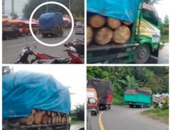 Truk Kayu Muatan Pinus Masih Beroperasi Dari Arah Toba Abaikan SKB Pemprovsu