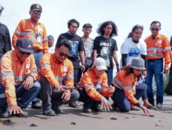 PT AR Gandeng LOI, Observasi Tukik di Batangtoru