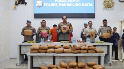 Polres Madina Amankan Dua Tersangka dan 116 Kilo Ganja Siap Edar