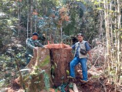 Pembalakan Liar di Hutan Lindung Register II Sibatu Loting Kembali Marak