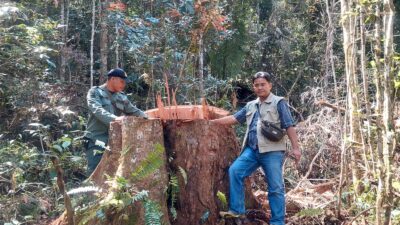 Pembalakan Liar di Hutan Lindung Register II Sibatu Loting Kembali Marak