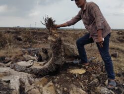 Manager Bungkam, Replanting PTPN IV MEP Diduga Tidak Sesuai SOP