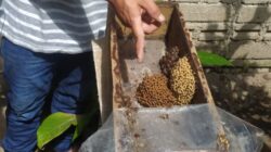 Budidaya Lebah Trigona, Bisnis Penghasil Uang dari Pekarangan Rumah