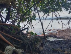 Potensial Hutan Mangrove Desa Jago Jago yang Tersembunyi